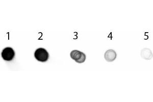 Dot Blot of Goat anti-Swine IgG Antibody Alkaline Phosphatase Conjugated. (Goat anti-Pig IgG (Heavy & Light Chain) Antibody (Alkaline Phosphatase (AP)) - Preadsorbed)