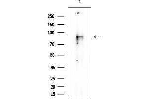 Western blot analysis of lysates from PC12 cells, using TFIP11 Mouse Monoclonal Antibody at 1/1000 dilution.