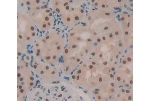 #VALUE! (TCEB2 antibody  (AA 1-118))