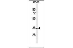 Western blot analysis of FOXI3 Antibody (Center) in K562 cell line lysates (35ug/lane). (FOXI3 antibody  (Middle Region))