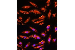 Immunofluorescence analysis of H9C2 cells using BNP Rabbit pAb (ABIN3023135, ABIN3023136, ABIN3023137, ABIN1513273 and ABIN6219406) at dilution of 1:100. (NPPB antibody  (AA 1-134))