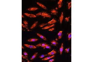 Immunofluorescence analysis of H9C2 cells using BNP Rabbit pAb (ABIN3023135, ABIN3023136, ABIN3023137, ABIN1513273 and ABIN6219406) at dilution of 1:100. (NPPB antibody  (AA 1-134))