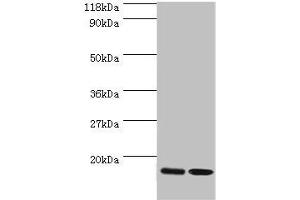 Western blot All lanes: RPL27 antibody at 2 μg/mL Lane 1: EC109 whole cell lysate Lane 2: 293T whole cell lysate Secondary Goat polyclonal to rabbit IgG at 1/15000 dilution Predicted band size: 16 kDa Observed band size: 16 kDa (RPL27 antibody  (AA 2-136))