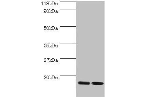 RPL27 抗体  (AA 2-136)
