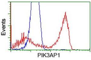 Image no. 2 for anti-phosphoinositide-3-Kinase Adaptor Protein 1 (PIK3AP1) antibody (ABIN1496828) (PIK3AP1 antibody)