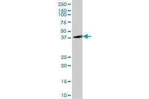 GAP43 MaxPab polyclonal antibody. (GAP43 antibody  (AA 1-238))