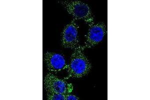 Confocal immunofluorescent analysis of C4orf21 Antibody (N-term)(Cat#AP50626PU-N) with 293 cell followed by Alexa Fluor 488-conjugated goat anti-rabbit lgG (green). (ZGRF1 antibody  (N-Term))