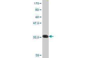 Western Blot detection against Immunogen (32. (Serotonin Receptor 5A antibody  (AA 223-282))