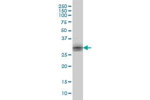 KLK8 monoclonal antibody (M01), clone 2F11 Western Blot analysis of KLK8 expression in A-431 . (Kallikrein 8 antibody  (AA 97-204))