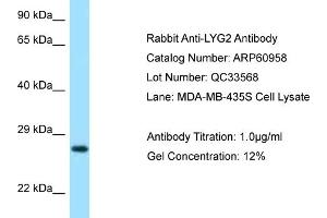 Western Blotting (WB) image for anti-Lysozyme G-Like 2 (LYG2) (N-Term) antibody (ABIN2788632) (LYG2 antibody  (N-Term))