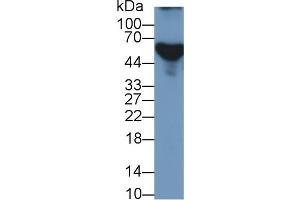 Western Blotting (WB) image for Apolipoprotein H (Beta-2-Glycoprotein I) (APOH) ELISA Kit (ABIN6730893)