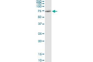Immunoprecipitation of SOCS5 transfected lysate using anti-SOCS5 MaxPab rabbit polyclonal antibody and Protein A Magnetic Bead , and immunoblotted with SOCS5 purified MaxPab mouse polyclonal antibody (B01P) . (SOCS5 antibody  (AA 1-536))