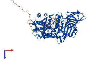 Galactosidase, beta 1-Like 3 (GLB1L3) (AA 1-649) protein (His tag)