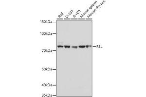 Western blot analysis of extracts of various cell lines, using REL antibody (ABIN3021649, ABIN3021650, ABIN3021651 and ABIN6215485) at 1:1000 dilution.