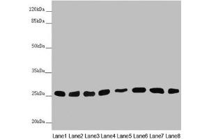 Western blot All lanes: CHCHD3 antibody at 0. (CHCHD3 antibody  (AA 1-227))