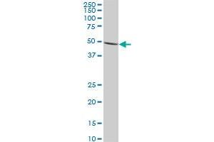 IMPDH1 monoclonal antibody (M01), clone 3G6. (IMPDH1 antibody  (AA 201-300))