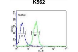 Flow cytometric analysis of K562 cells using PGP Antibody (N-term) Cat. (PGP antibody  (N-Term))