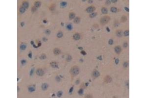 #VALUE! (FAM19A3 antibody  (AA 30-129))