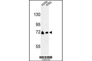 Western blot analysis of GFPT2 Antibody in A2058, K562 cell line lysates (35ug/lane) (GFPT2 antibody  (AA 175-201))