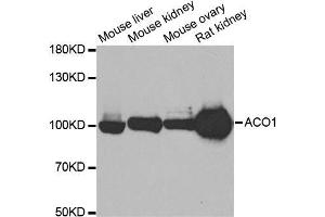 Western blot analysis of extracts of various cell lines, using ACO1 antibody. (Aconitase 1 antibody)