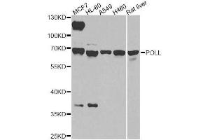 Western blot analysis of extracts of various cell lines, using POLL antibody. (POLL antibody  (AA 421-575))