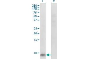Western Blot analysis of GNG11 expression in transfected 293T cell line by GNG11 MaxPab polyclonal antibody. (GNG11 antibody  (AA 1-73))