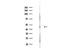 Western blot analysis of lysates from Hela cells(LPS,4h treatment), using CNTFR Antibody at 1/1000 dilution.