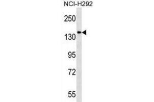 Western Blotting (WB) image for anti-Discs, Large (Drosophila) Homolog-Associated Protein 4 (DLGAP4) antibody (ABIN2998699)