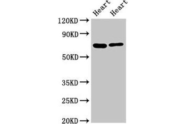 FASTKD2 antibody  (AA 117-203)