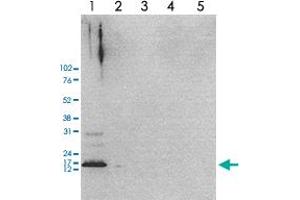 H2AFZ antibody  (acLys4, acLys7, acLys11)