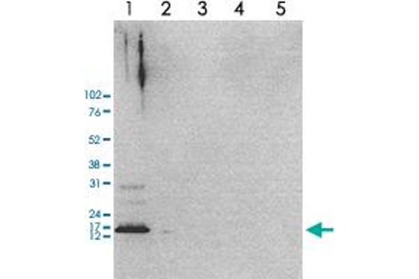 H2AFZ antibody  (acLys4, acLys7, acLys11)