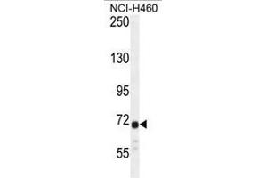 ATXN7L2 Antibody (C-term) western blot analysis in NCI-H460 cell line lysates (35µg/lane). (ATXN7L2 antibody  (C-Term))