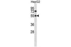 NR4A3 Antibody (C-term) western blot analysis in HepG2 cell line lysates (35µg/lane).