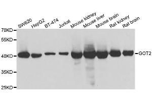 Western blot analysis of extracts of various cell lines, using GOT2 antibody. (GOT2 antibody  (AA 30-200))