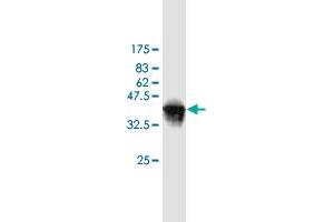 Western Blot detection against Immunogen (36. (WBP1 antibody  (AA 170-267))