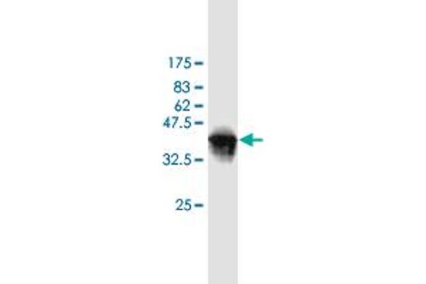 WBP1 antibody  (AA 170-267)