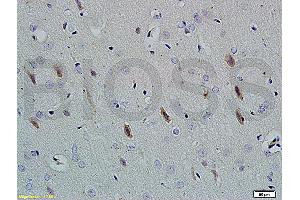 Neuroligin 1 antibody  (AA 701-800)