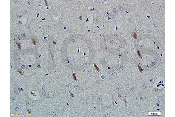 Neuroligin 1 antibody  (AA 701-800)