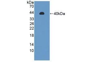 Detection of Recombinant PPP2R4, Rat using Polyclonal Antibody to Protein Phosphatase 2A Activator, Regulatory Subunit 4 (PPP2R4) (PPP2R4 antibody  (AA 1-323))