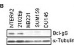 Western Blotting (WB) image for anti-BCL2-Like 14 (Apoptosis Facilitator) (BCL2L14) (BH3 Domain) antibody (ABIN2997105) (BCL2L14 antibody  (BH3 Domain))