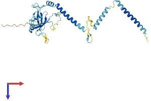 AlphaFold protein structure predicition of Human Recombinant RRP7A Protein, UniprotID Q9Y3A4