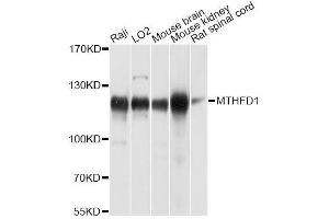 Western blot analysis of extracts of various cell lines, using MTHFD1 antibody. (MTHFD1 antibody  (AA 1-270))