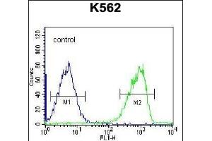 S3TC1 Antibody (C-term) (ABIN656513 and ABIN2845784) flow cytometric analysis of K562 cells (right histogram) compared to a negative control cell (left histogram). (SH3TC1 antibody  (C-Term))