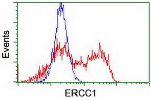 HEK293T cells transfected with either RC200478 overexpress plasmid (Red) or empty vector control plasmid (Blue) were immunostained by anti-ERCC1 antibody (ABIN2455609), and then analyzed by flow cytometry. (ERCC1 antibody)