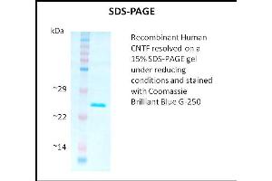 SDS-PAGE (SDS) image for Ciliary Neurotrophic Factor (CNTF) (Active) protein (ABIN5509411) (CNTF Protein)