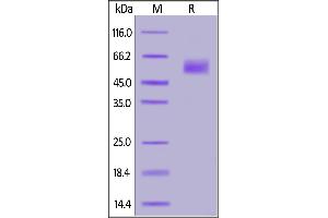 SDS-PAGE (SDS) image for Sialic Acid Binding Ig-Like Lectin 9 (SIGLEC9) (AA 18-348) (Active) protein (His tag) (ABIN6951004)
