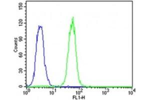 Flow cytometric analysis of K562 cells using CDK5 antibody (green) compared to an isotype control of rabbit IgG (blue) (CDK5 antibody  (AA 254-289))