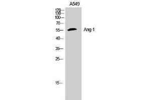 Western Blotting (WB) image for anti-Angiopoietin 1 (ANGPT1) (N-Term) antibody (ABIN3178392) (Angiopoietin 1 antibody  (N-Term))