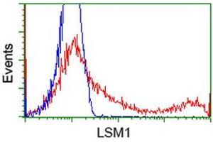 HEK293T cells transfected with either RC200288 overexpress plasmid (Red) or empty vector control plasmid (Blue) were immunostained by anti-LSM1 antibody (ABIN2454727), and then analyzed by flow cytometry. (LSM1 antibody  (AA 1-133))