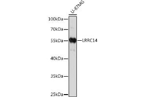 Western blot analysis of extracts of U-87MG cells, using LRRC14 Rabbit pAb (ABIN7268217) at 1:1000 dilution. (LRRC14 antibody  (AA 1-280))
